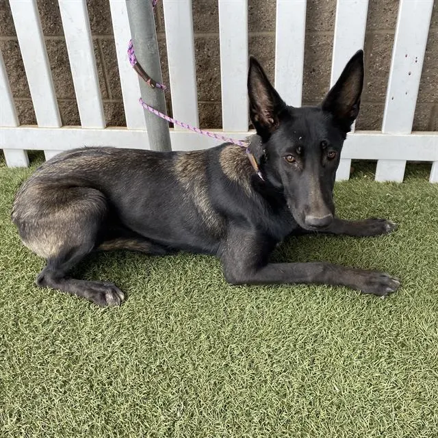 Adoptable Dog