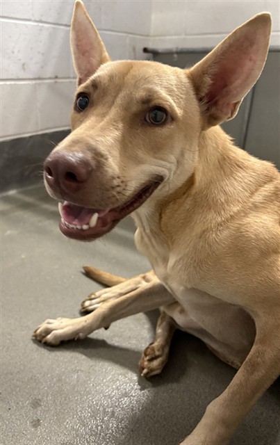 Adoptable Dog