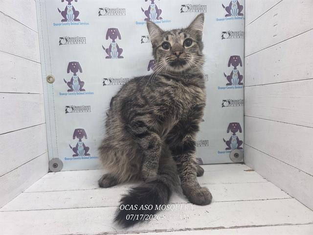 Adoptable Cat