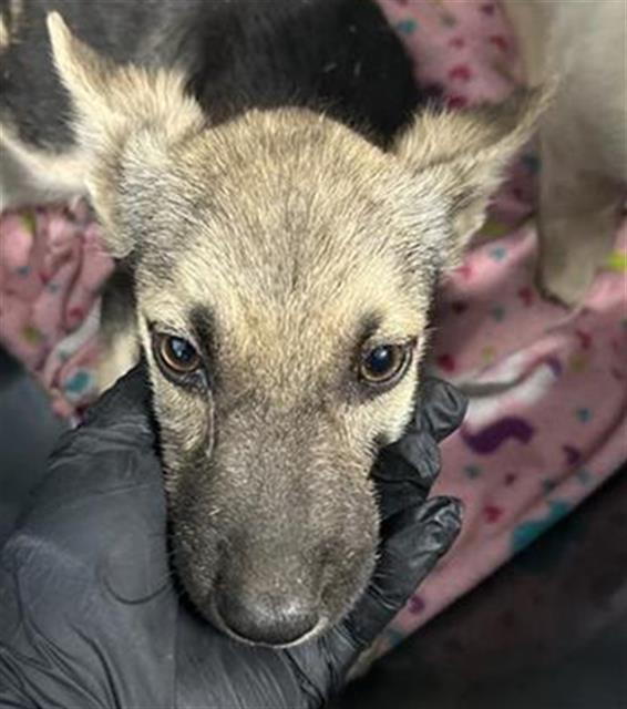 Adoptable Dog