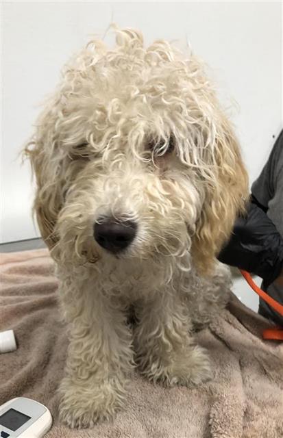 Adoptable Dog
