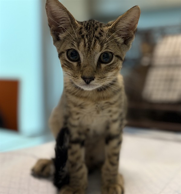 Adoptable Cat