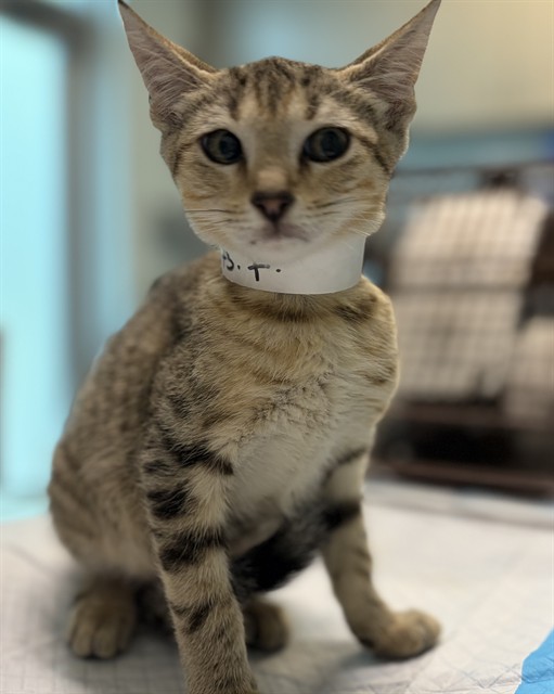 Adoptable Cat