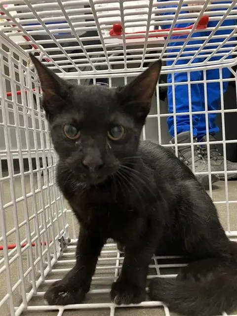 Adoptable Cat