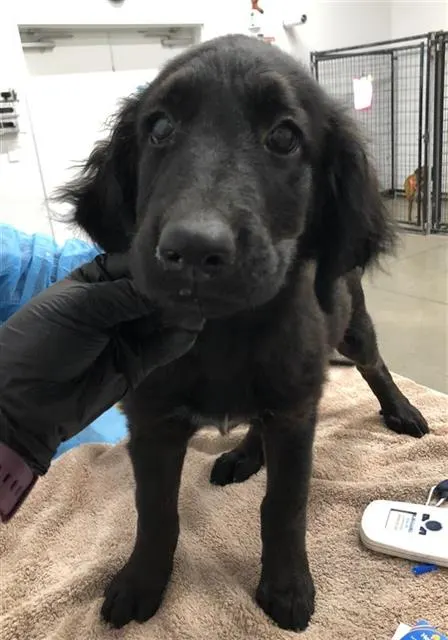 Adoptable Dog