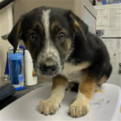 Adoptable Dog