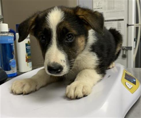 Adoptable Dog