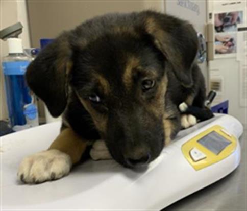 Adoptable Dog