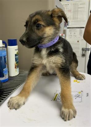 Adoptable Dog