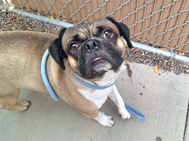 Pugzilla