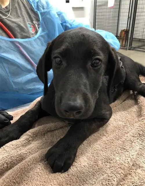 Adoptable Dog