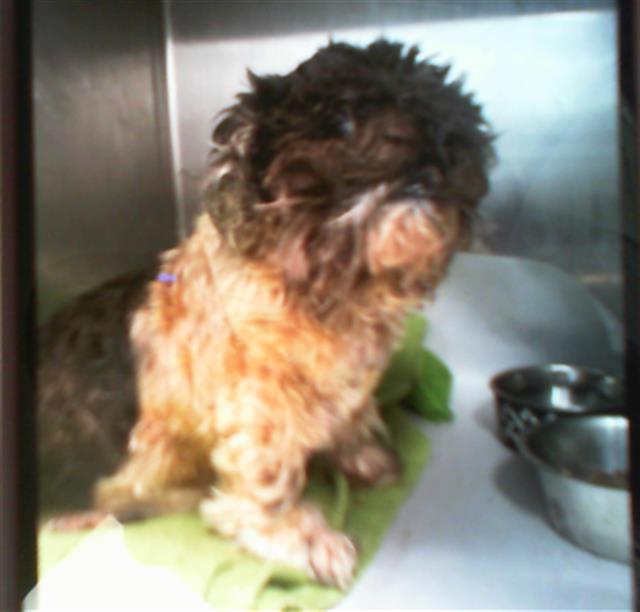 Adoptable Dog