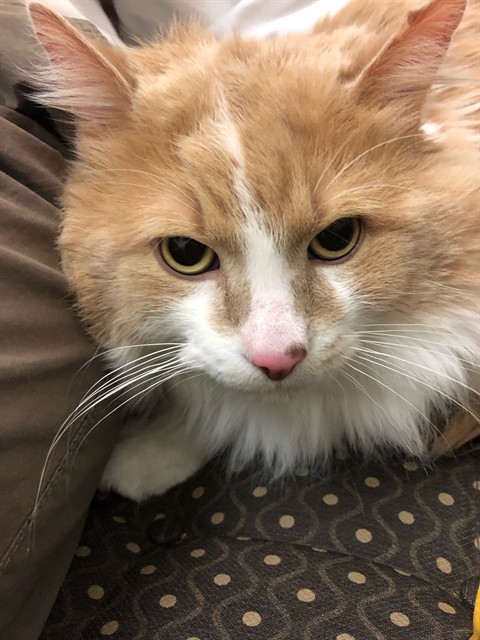 Simba
