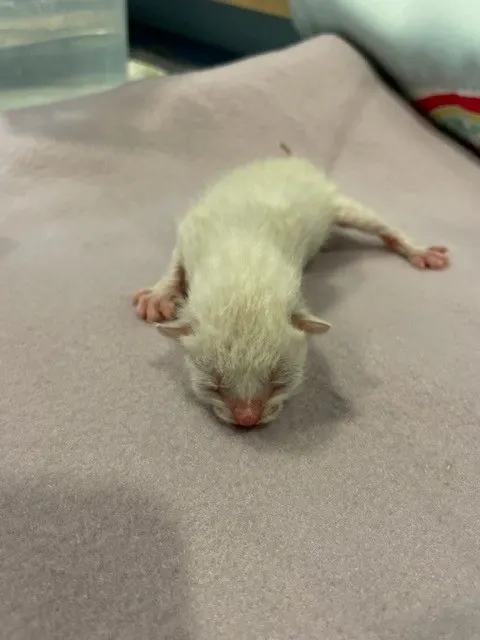 Adoptable Cat