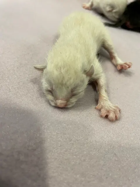 Adoptable Cat