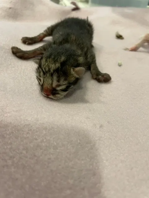 Adoptable Cat