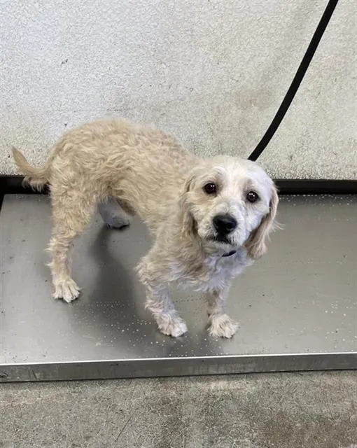 Adoptable Dog