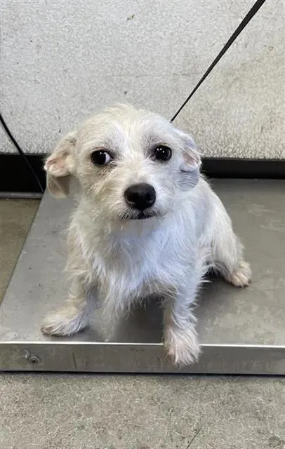 Adoptable Dog
