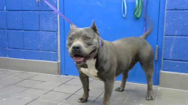 Hank