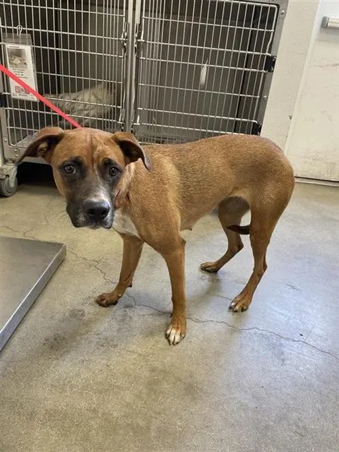 Adoptable Dog