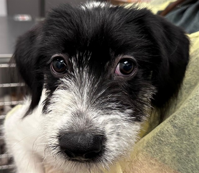 Adoptable Dog