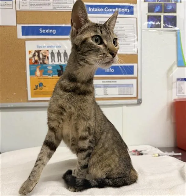 Adoptable Cat