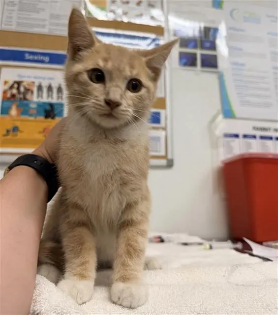 Adoptable Cat