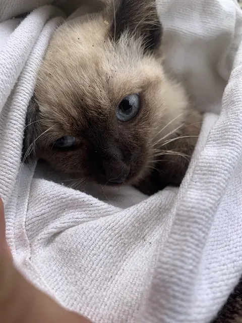 Maple