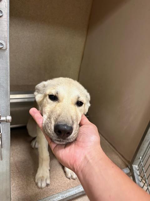 Adoptable Dog