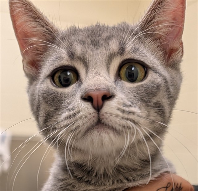 Jazzie