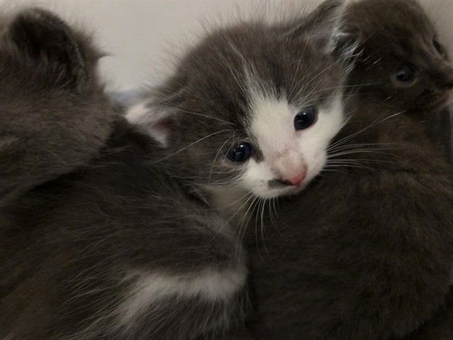 Shadow - In Foster
