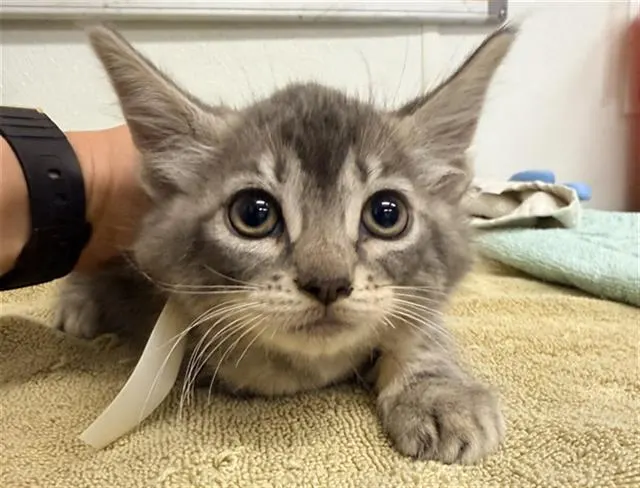Adoptable Cat