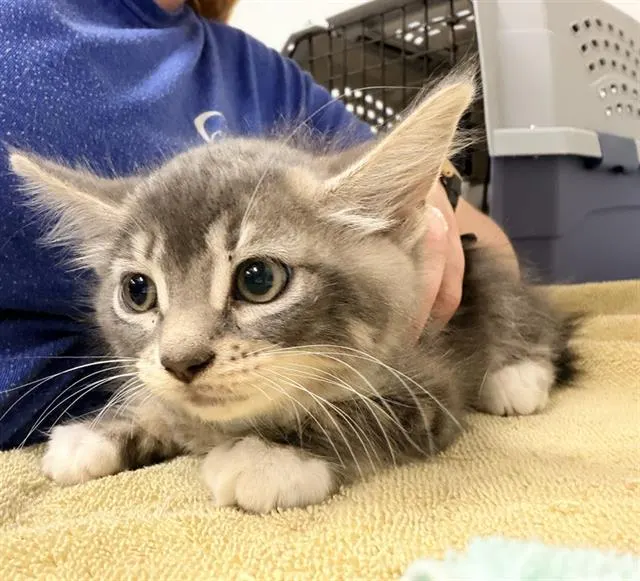 Adoptable Cat