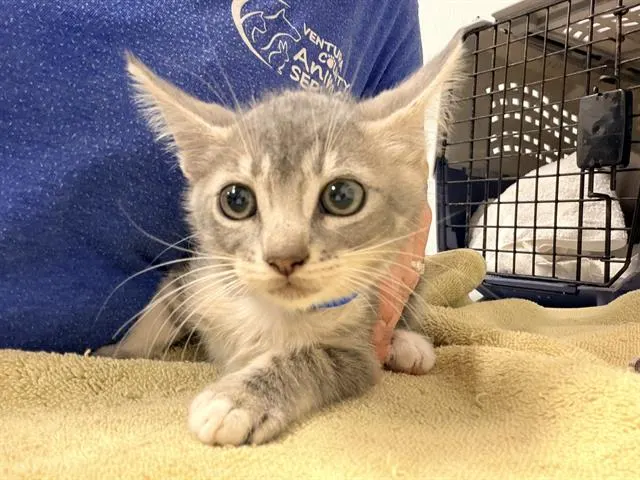 Adoptable Cat
