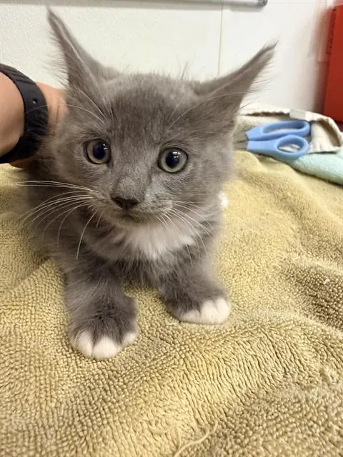 Adoptable Cat