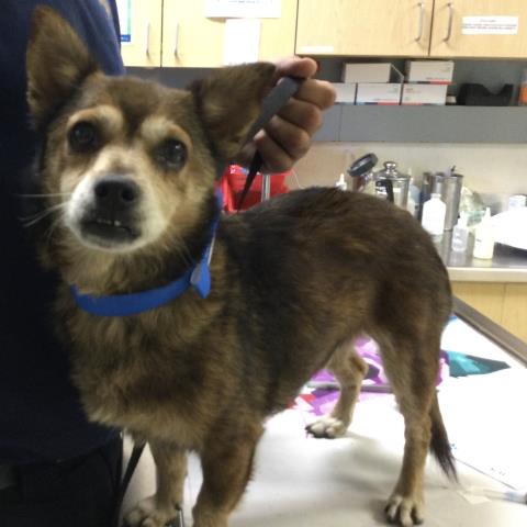 Adoptable Dog