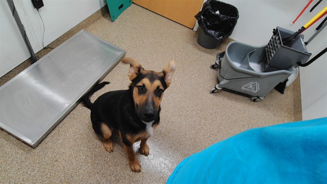 Scout