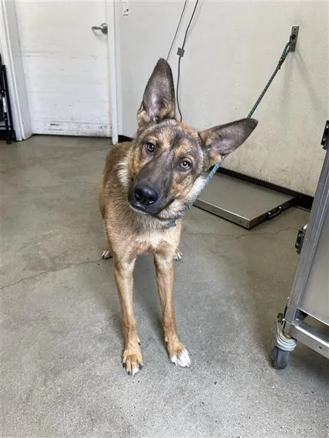 Adoptable Dog