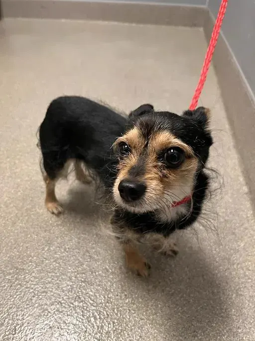 Max