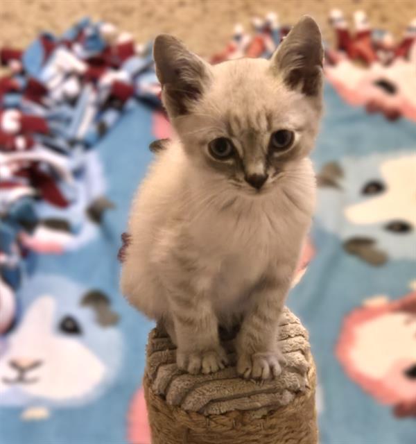 Casper