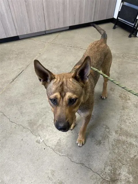Adoptable Dog