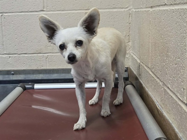 Adoptable Dog