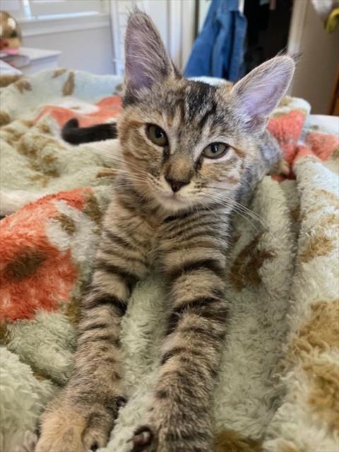 Nala