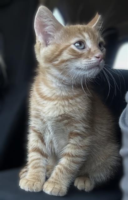 Cheeto
