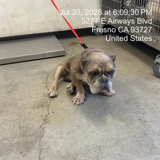Adoptable Dog