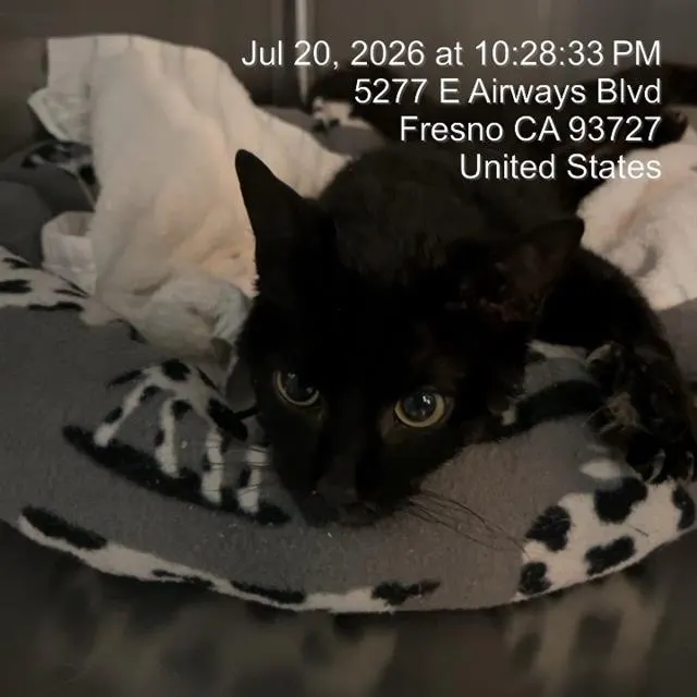 Adoptable Cat