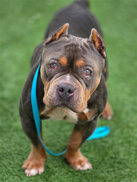 Adoptable Dog