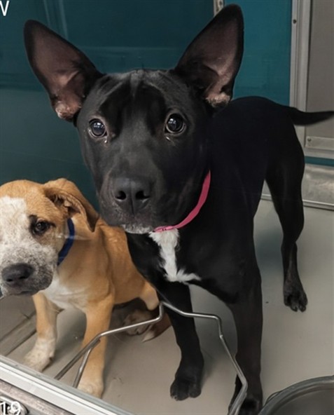 Adoptable Dog