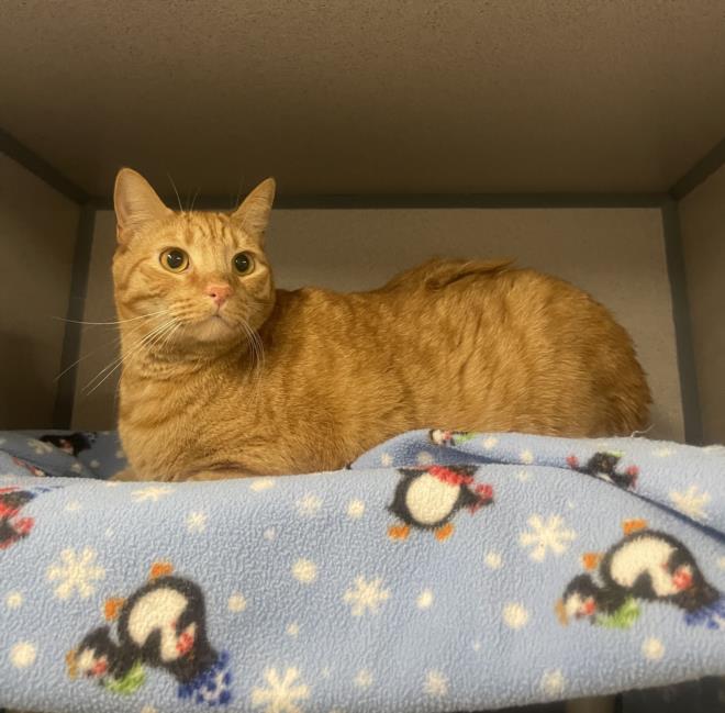 Garfield