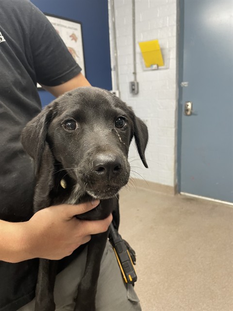 Adoptable Dog